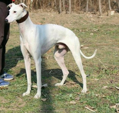 纯种活体纯种幼崽格力犬