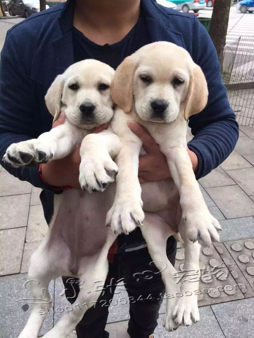 拉布拉多导盲猎犬 黑色拉拉 拉布拉多幼犬 纯种宠物狗 短毛犬