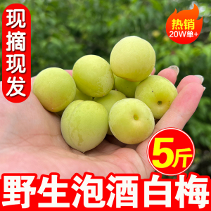 野生小白梅青梅果新鲜现摘5斤散装诏安深山酸脆白粉梅子泡酒水果