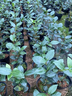 黄达茶花飞黄腾达黄达茶花黄色系品种茶花