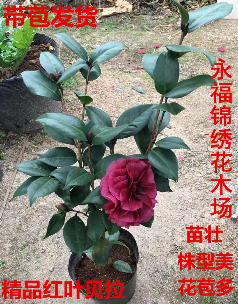纯色红叶贝拉品种山茶花美国红叶贝拉大玫瑰纯色斑色盆栽绿植花卉