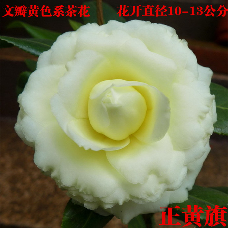 稀有茶花正黄旗黄色大花型福建龙岩品种茶花名贵品种花卉绿植树苗