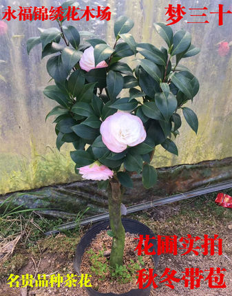 梦三十撒威达的梦进口名贵粉色系品种花卉茶花苗绿植精品盆栽特价