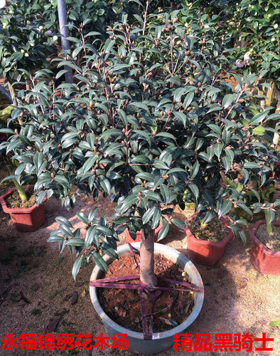 黑骑士茶花名贵高档精品花卉带花苞实物拍摄产地直销正品特价包邮 - 封面