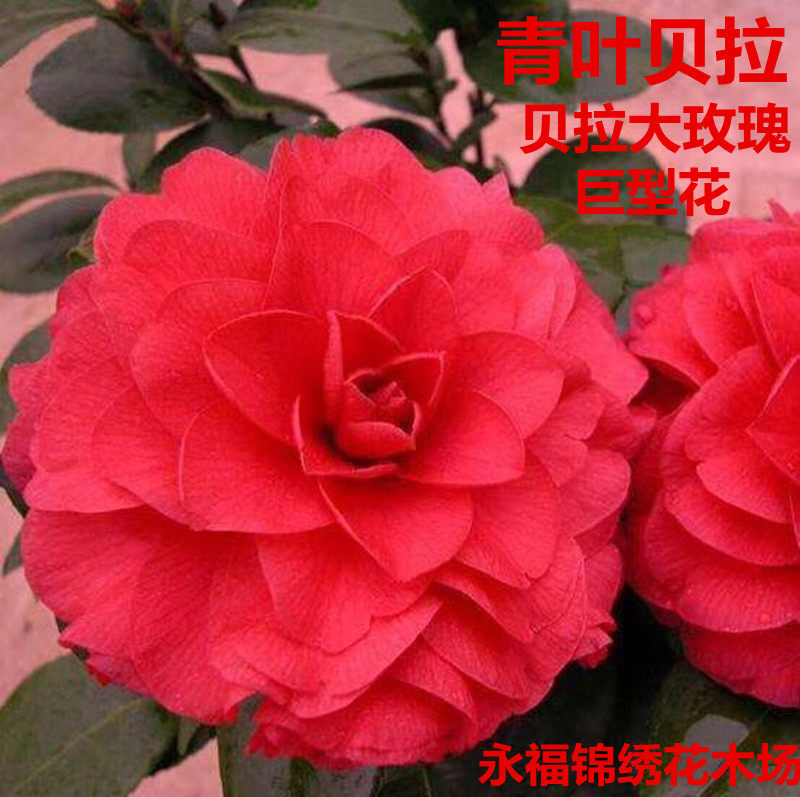 青叶贝拉茶花 贝拉大玫瑰 花贝拉  纯色复色 山茶花品种苗盆栽花