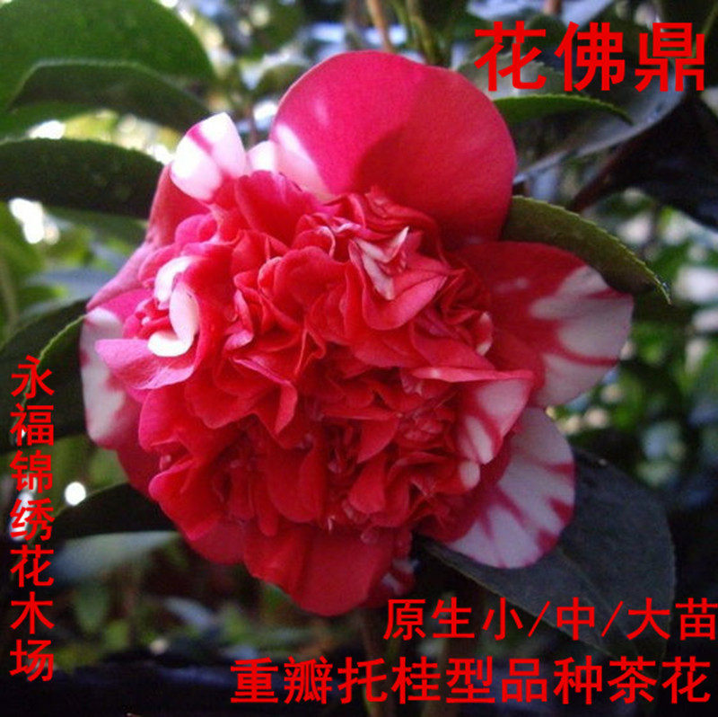 花佛鼎茶花苗 花鹤鼎 夺金 巨型茶花十大名花之一 福建龙岩品种茶