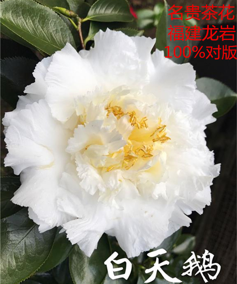 白天鹅茶花 名贵稀有品种茶花 福建龙岩白色茶花正品花卉庭院绿植