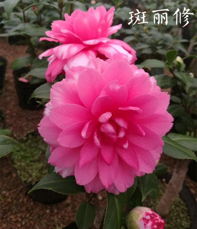 珍贵稀有品种斑丽修茶花海市蜃楼赛玫瑰珍珠茶花绿植