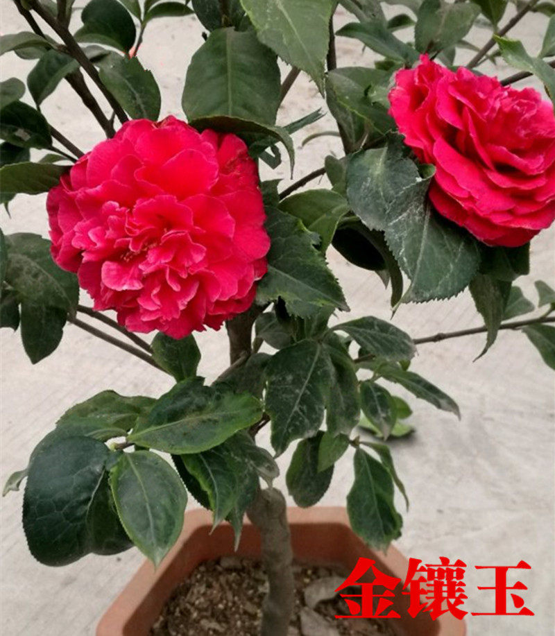 金镶玉茶花巨型大红色珍贵稀有花卉盆栽四季绿植阳台庭院盆景植物