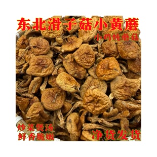 滑子菇剪脚干货农家土特产批发价东北小黄蘑小鸡炖蘑菇批发价净货