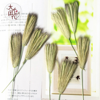 虎尾草压花狗尾巴草押花干花女巫小扫把九尾狐原色艺术押花画材料