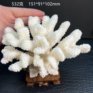 天然地图蘑菇白珊瑚海菊花海蘑菇贝壳鱼缸造景道具装饰品摆件水晶