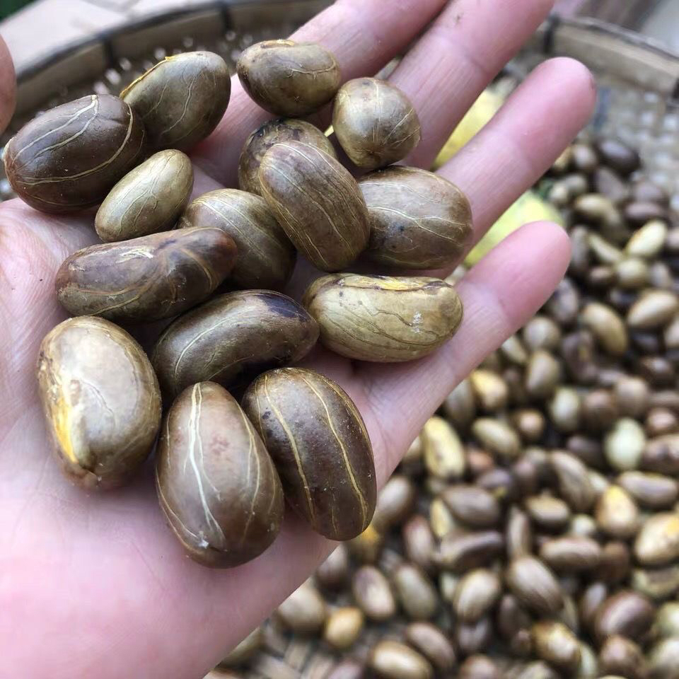 野生木竹果果核酸桐子竹节子黄牙果山枇杷果核竹桔橘子野枇杷1斤