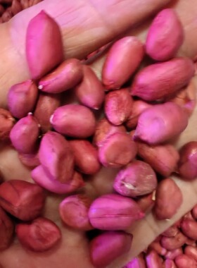 2025年农家花生米去壳花生独立包装食用农产品黄皮红皮新鲜花生