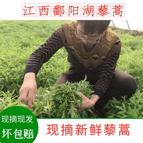 3斤藜蒿江西当季蔬菜鄱阳湖藜蒿 南昌藜蒿炒腊肉芦蒿黎蒿蔬菜现摘