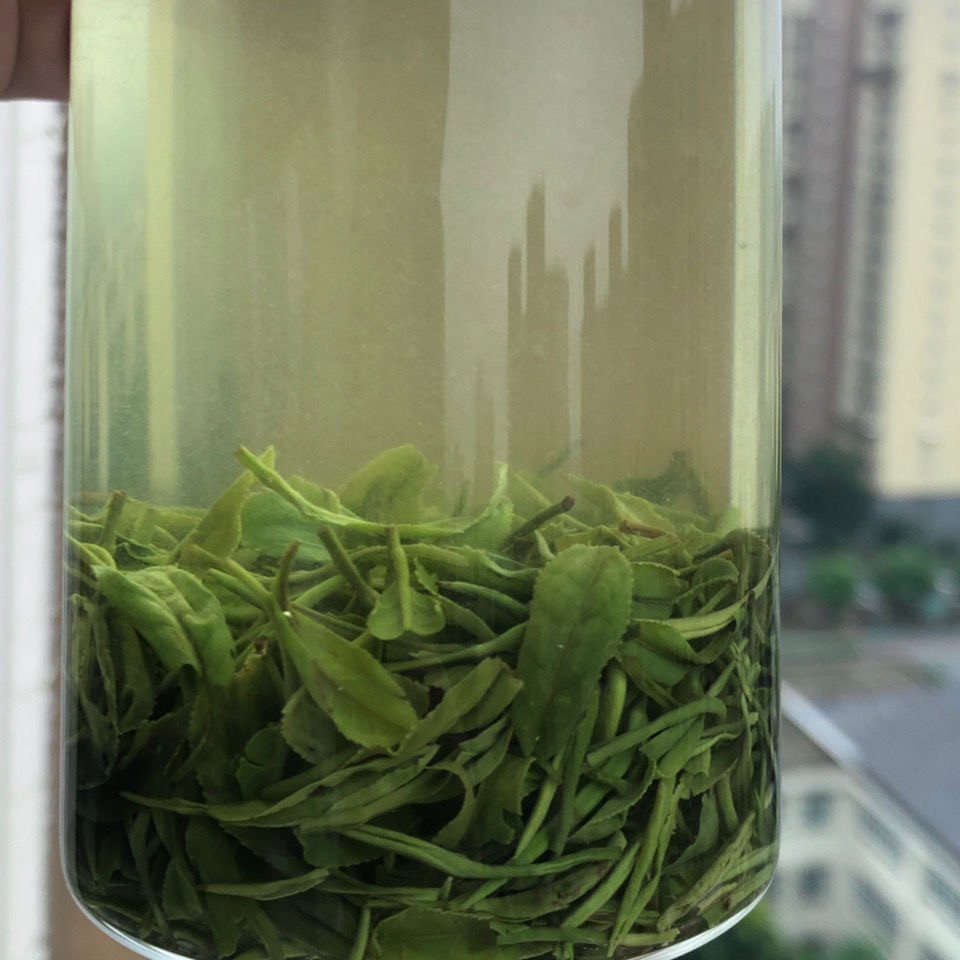 信阳毛尖雨前茶2026新茶