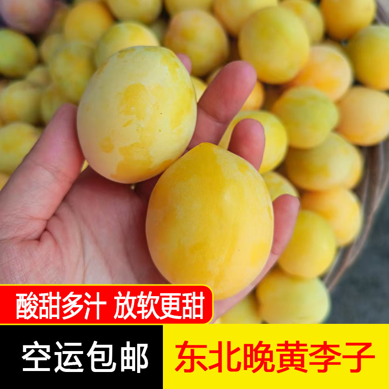 东北特产早黄李子香蕉李子酸甜多汁果肉细腻饱满水润2/3/5斤空运