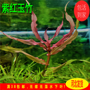 稀有新品种紫红玉竹中后景水草自养水下叶紫竹淡水养殖草缸造景