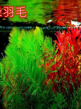 绿羽毛蜈蚣草中后景纯绿色水草无需二氧化碳新手水草自养水下叶