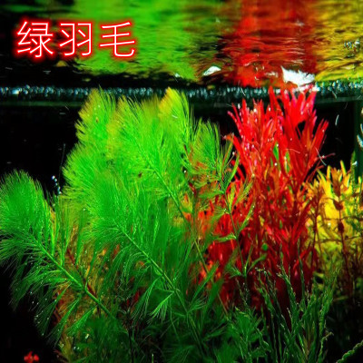 绿羽毛蜈蚣草中后景纯绿色水草