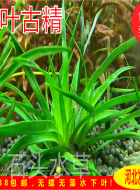 宽叶古精越南古精中景水草翠绿色淡水养殖水下叶ada草缸造景