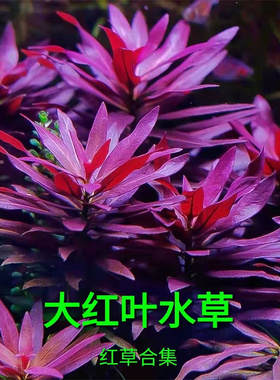 大红叶水草丹麦红玫瑰迷你血心兰紫红丁香红色水草工作自养水下叶
