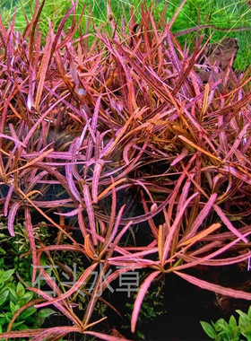 稀有水草前中景黄色大安水杉x型