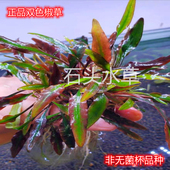 双色椒草稀有水草温蒂椒草阴性水草无需二氧化碳懒人水草阴性水草