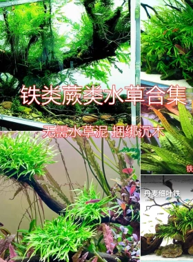 叉叶铁皇冠ada水草阴性草草缸沉木细叶铁青木蕨自养黑木蕨铁皇冠