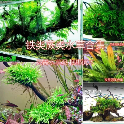 叉叶铁皇冠ada水草阴性草黑木蕨