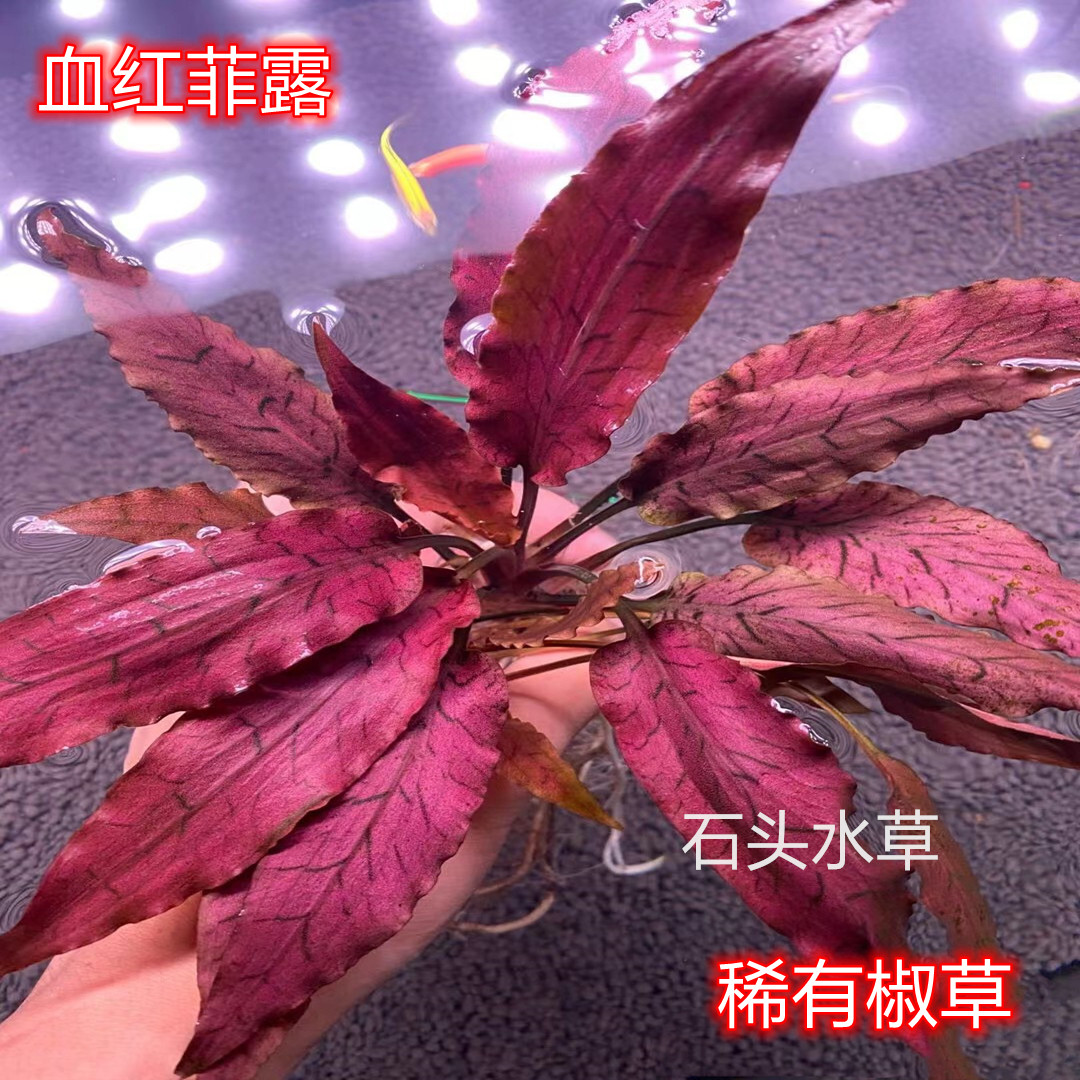 血红菲露椒草稀有水草咖啡椒草草缸造景阴性水草懒人水草温蒂椒草