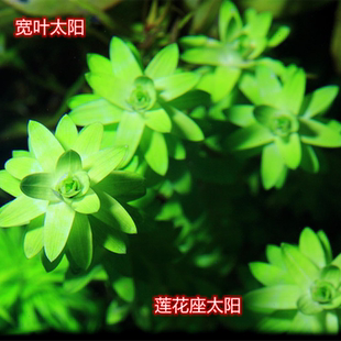 莲花座太阳宽叶太阳宽太水草活体植物中后景精品水草太阳类水草