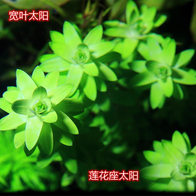 莲花座太阳宽叶太阳宽太水草