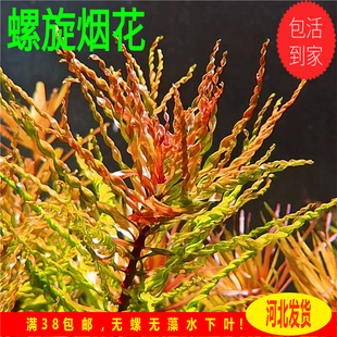 螺旋烟花ADA稀有水草中后景水草草缸造景荷兰景水草自养水草淡水