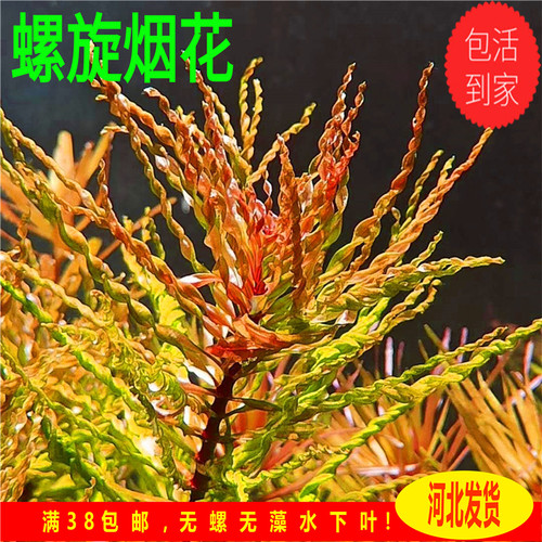 螺旋烟花ada稀有水草造景荷兰