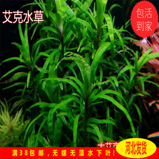 大艾克小艾克中后景水草稀有水草草缸造景自养水下叶小竹叶