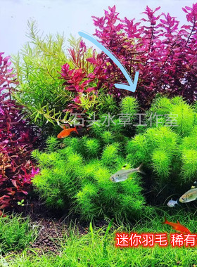 迷你羽毛ada稀有精品水草