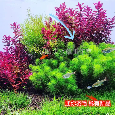 迷你羽毛ada稀有精品水草