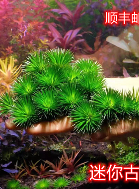 印度迷你古精稀有水草ada水草工作室自养水下叶迷你古精前景水草