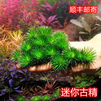 印度迷你古精稀有水草ada水草工作室自养水下叶迷你古精前景水草