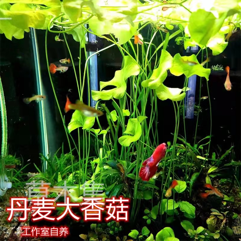 丹麦大香菇红虎睡莲中后景水草