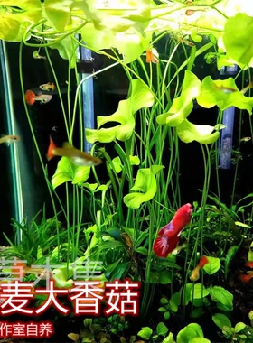 丹麦大香菇ada睡莲红虎睡莲稀有水草中后景水草迷你香菇水草淡水