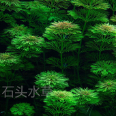 小宝塔ADA水草新手推荐 无需二氧化碳草缸造景生态缸养殖大宝塔