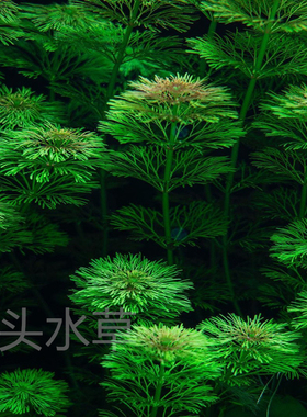 小宝塔ADA水草新手推荐无需二氧化碳草缸造景生态缸养殖大宝塔