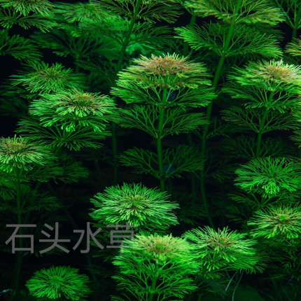 小宝塔ADA水草新手推荐无需二氧化碳草缸造景生态缸养殖大宝塔