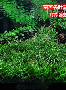南美尖叶草挖耳草尖叶皇冠水草ada水草造景前景懒人水草迷你牛毛