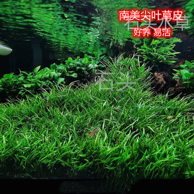 南美尖叶草前景懒人水草挖耳草