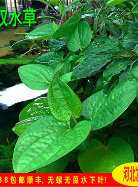 心叶草爱心水草苏奴水草稀有水草挺水植物ada高端水草草缸造景