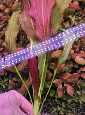 红浪皇冠水草ada紫爵皇冠绿九冠纹皇冠阿根廷三色皇冠乌拉圭皇冠