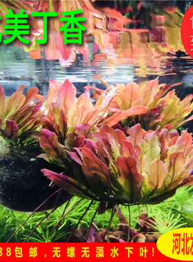 北美丁香水草中景前景自养水下叶粉红色水草草缸造景稀有水草鱼缸